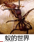 蚁的世界百度百科